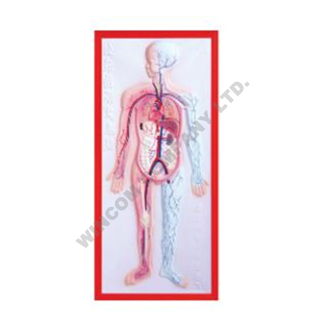 Relief Model of Circulation System