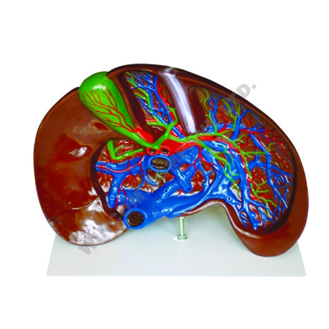 Model of the Liver Dissection